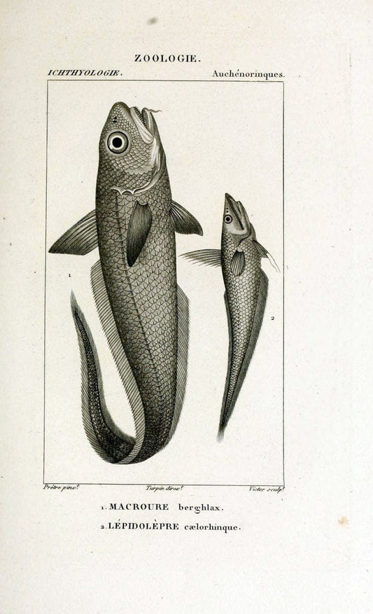 Dictionnaire des sciences naturelles,.Strasbourg,||ParisF. G. Levrault;||Le Normant,1816-30.. |  | Vintage Print Reproduction 469453