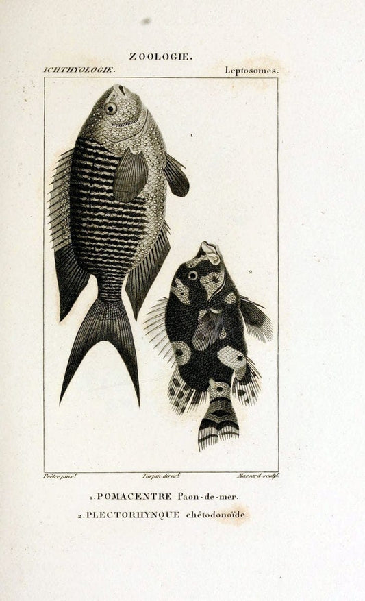 Dictionnaire des sciences naturelles,.Strasbourg,||ParisF. G. Levrault;||Le Normant,1816-30.. |  | Vintage Print Reproduction 469454