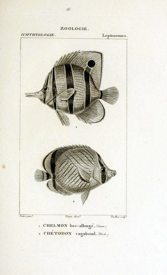 Dictionnaire des sciences naturelles,.Strasbourg,||ParisF. G. Levrault;||Le Normant,1816-30.. |  | Vintage Print Reproduction 469455