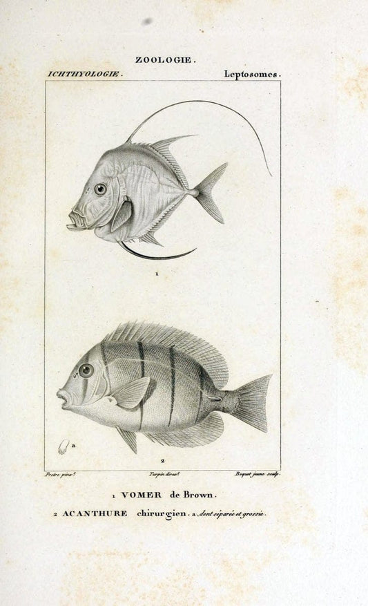 Dictionnaire des sciences naturelles,.Strasbourg,||ParisF. G. Levrault;||Le Normant,1816-30.. |  | Vintage Print Reproduction 469457
