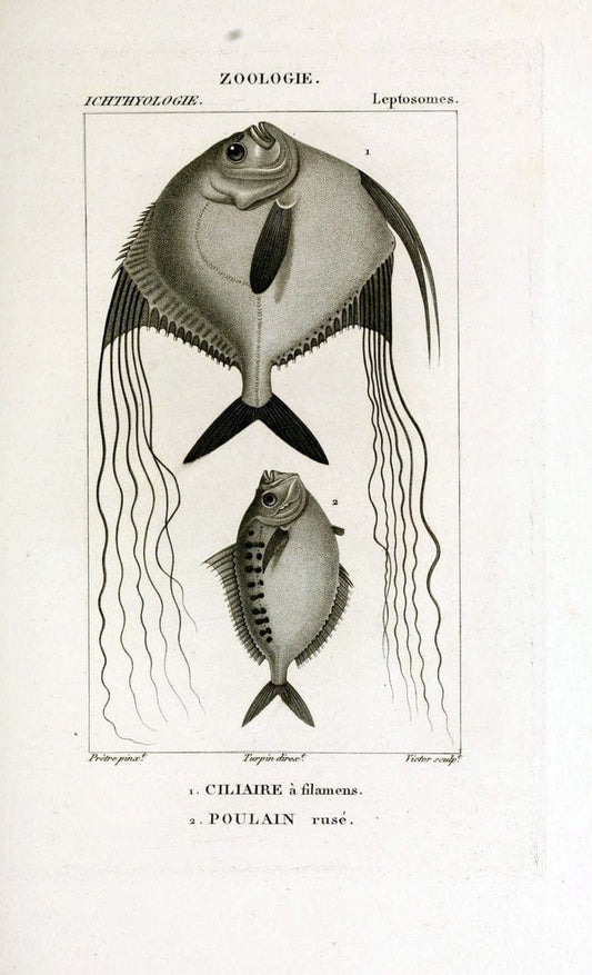 Dictionnaire des sciences naturelles,.Strasbourg,||ParisF. G. Levrault;||Le Normant,1816-30.. |  | Vintage Print Reproduction 469458