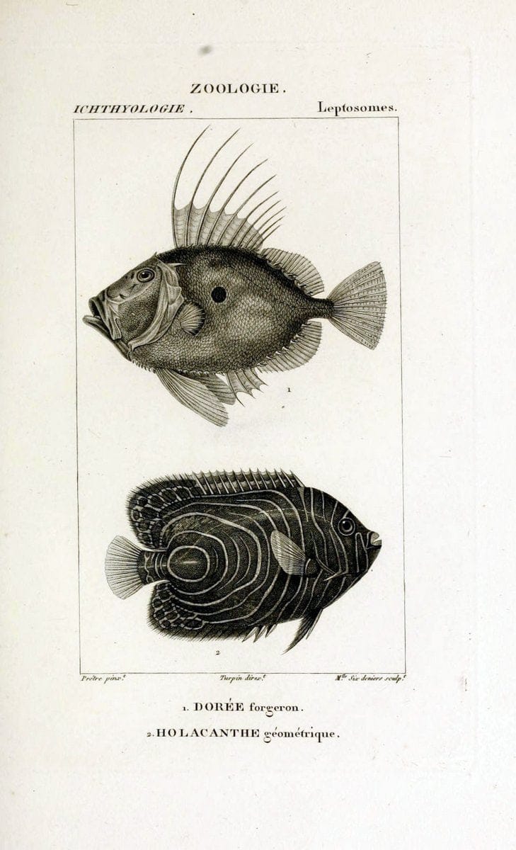 Dictionnaire des sciences naturelles,.Strasbourg,||ParisF. G. Levrault;||Le Normant,1816-30.. |  | Vintage Print Reproduction 469459