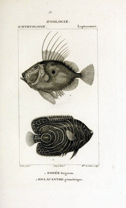 Dictionnaire des sciences naturelles,.Strasbourg,||ParisF. G. Levrault;||Le Normant,1816-30.. |  | Vintage Print Reproduction 469459