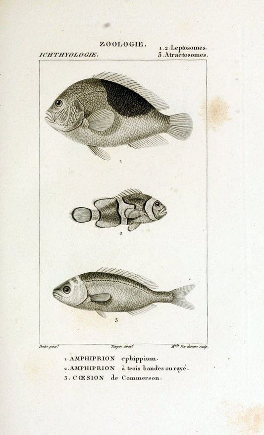 Dictionnaire des sciences naturelles,.Strasbourg,||ParisF. G. Levrault;||Le Normant,1816-30.. |  | Vintage Print Reproduction 469460