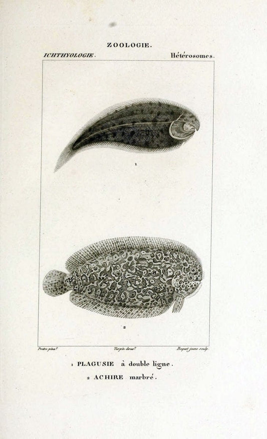Dictionnaire des sciences naturelles,.Strasbourg,||ParisF. G. Levrault;||Le Normant,1816-30.. |  | Vintage Print Reproduction 469461