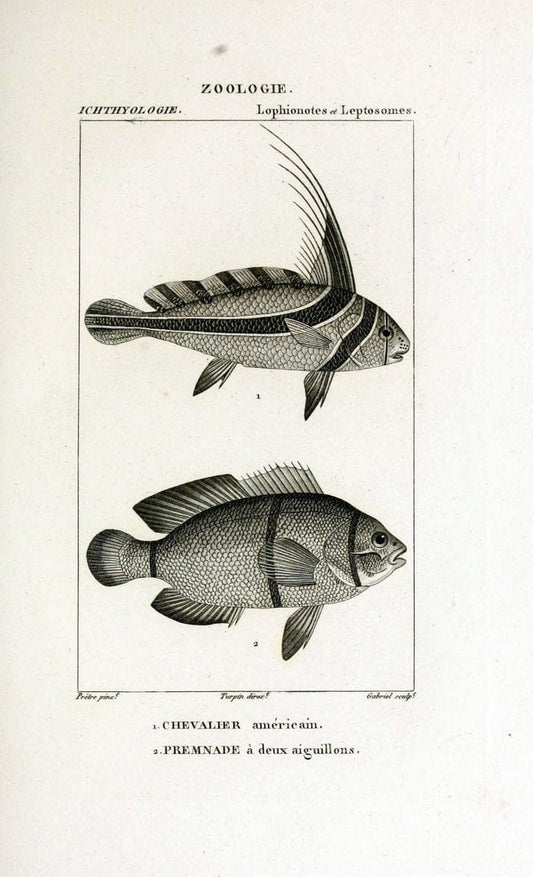 Dictionnaire des sciences naturelles,.Strasbourg,||ParisF. G. Levrault;||Le Normant,1816-30.. |  | Vintage Print Reproduction 469462