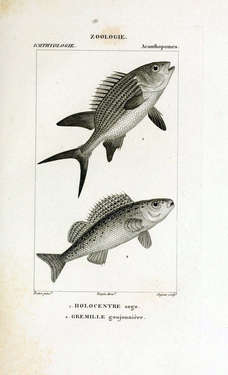 Dictionnaire des sciences naturelles,.Strasbourg,||ParisF. G. Levrault;||Le Normant,1816-30.. |  | Vintage Print Reproduction 469463