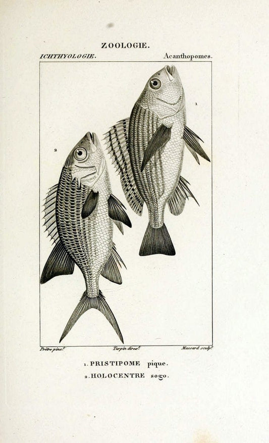 Dictionnaire des sciences naturelles,.Strasbourg,||ParisF. G. Levrault;||Le Normant,1816-30.. |  | Vintage Print Reproduction 469464