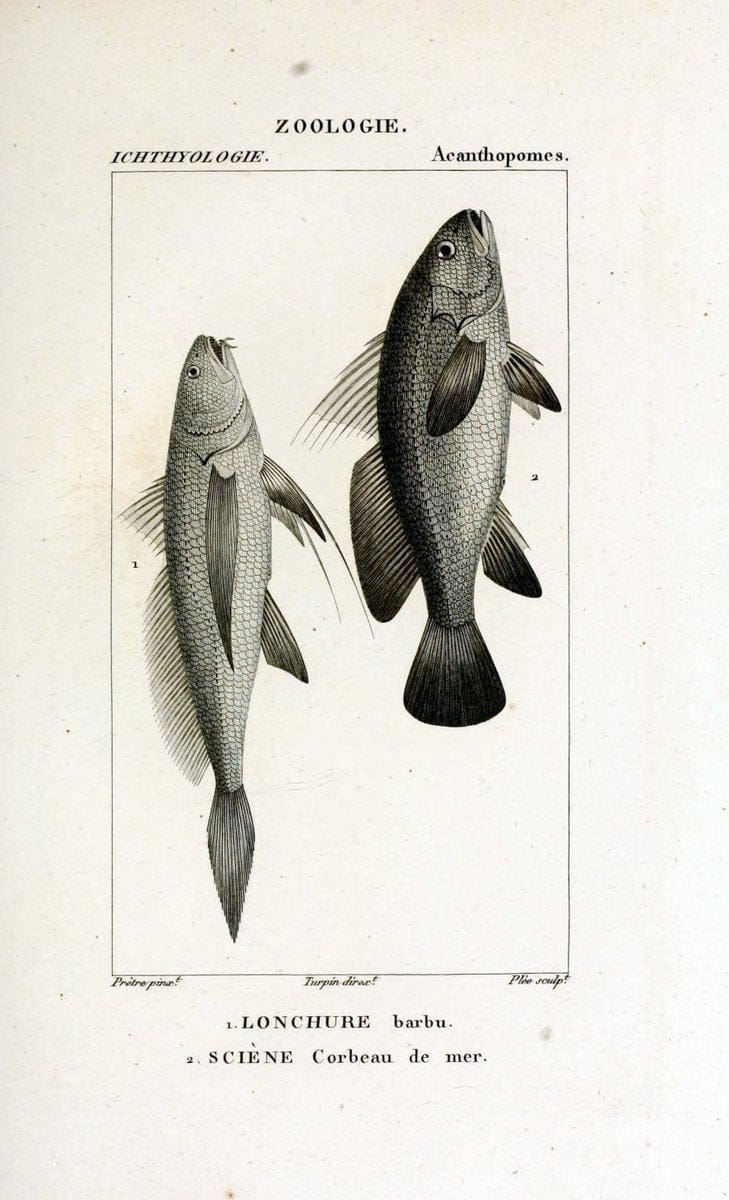 Dictionnaire des sciences naturelles,.Strasbourg,||ParisF. G. Levrault;||Le Normant,1816-30.. |  | Vintage Print Reproduction 469465