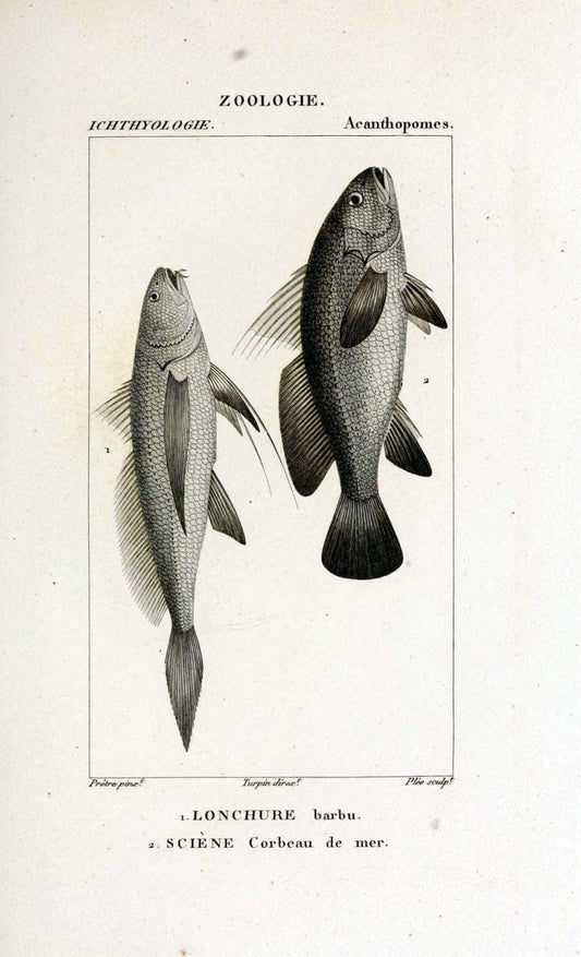 Dictionnaire des sciences naturelles,.Strasbourg,||ParisF. G. Levrault;||Le Normant,1816-30.. |  | Vintage Print Reproduction 469465