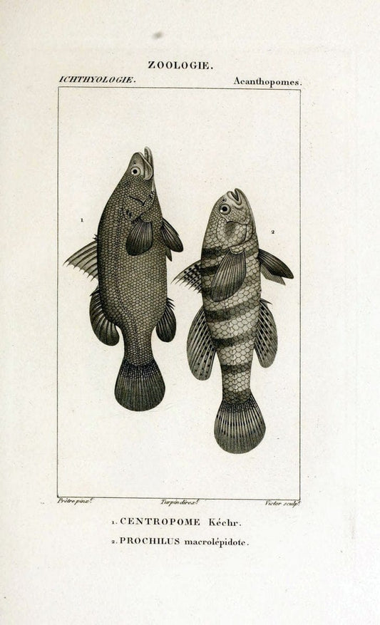 Dictionnaire des sciences naturelles,.Strasbourg,||ParisF. G. Levrault;||Le Normant,1816-30.. |  | Vintage Print Reproduction 469466