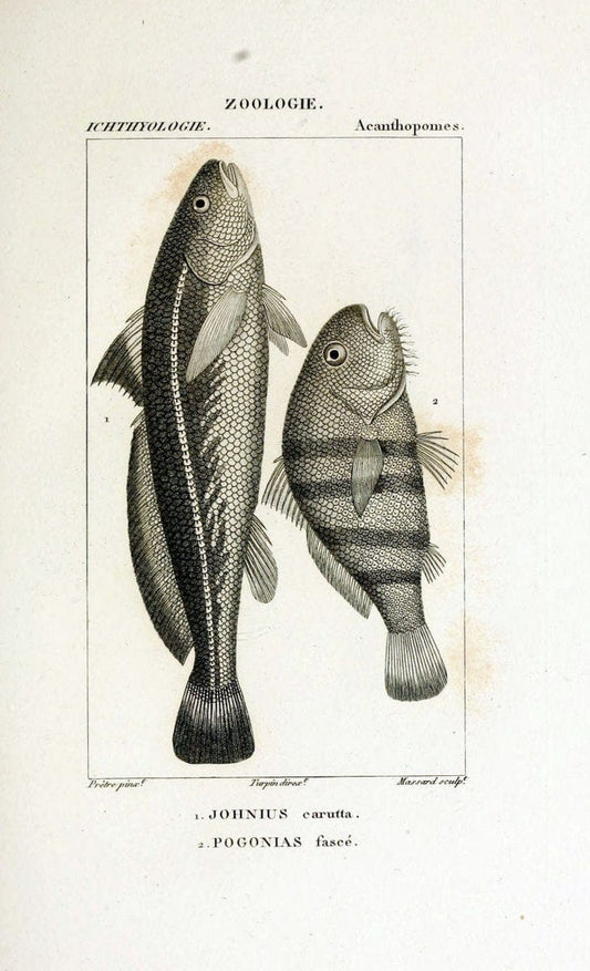 Dictionnaire des sciences naturelles,.Strasbourg,||ParisF. G. Levrault;||Le Normant,1816-30.. |  | Vintage Print Reproduction 469467