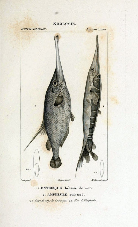 Dictionnaire des sciences naturelles,.Strasbourg,||ParisF. G. Levrault;||Le Normant,1816-30.. |  | Vintage Print Reproduction 469468