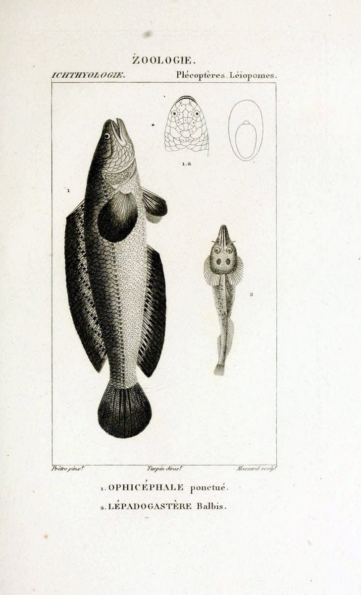 Dictionnaire des sciences naturelles,.Strasbourg,||ParisF. G. Levrault;||Le Normant,1816-30.. |  | Vintage Print Reproduction 469471