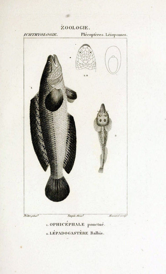 Dictionnaire des sciences naturelles,.Strasbourg,||ParisF. G. Levrault;||Le Normant,1816-30.. |  | Vintage Print Reproduction 469471