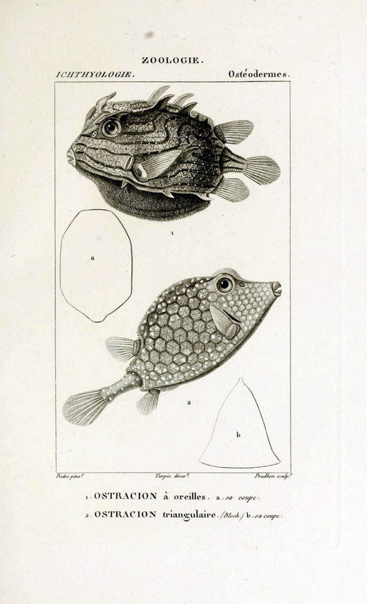 Dictionnaire des sciences naturelles,.Strasbourg,||ParisF. G. Levrault;||Le Normant,1816-30.. |  | Vintage Print Reproduction 469472