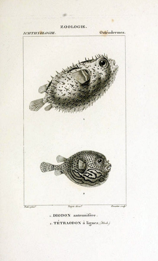 Dictionnaire des sciences naturelles,.Strasbourg,||ParisF. G. Levrault;||Le Normant,1816-30.. |  | Vintage Print Reproduction 469473