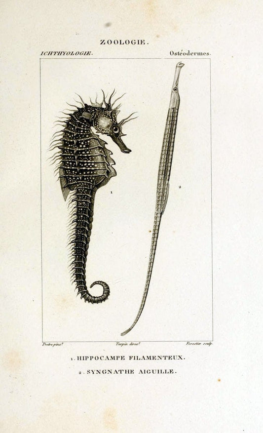Dictionnaire des sciences naturelles,.Strasbourg,||ParisF. G. Levrault;||Le Normant,1816-30.. |  | Vintage Print Reproduction 469475