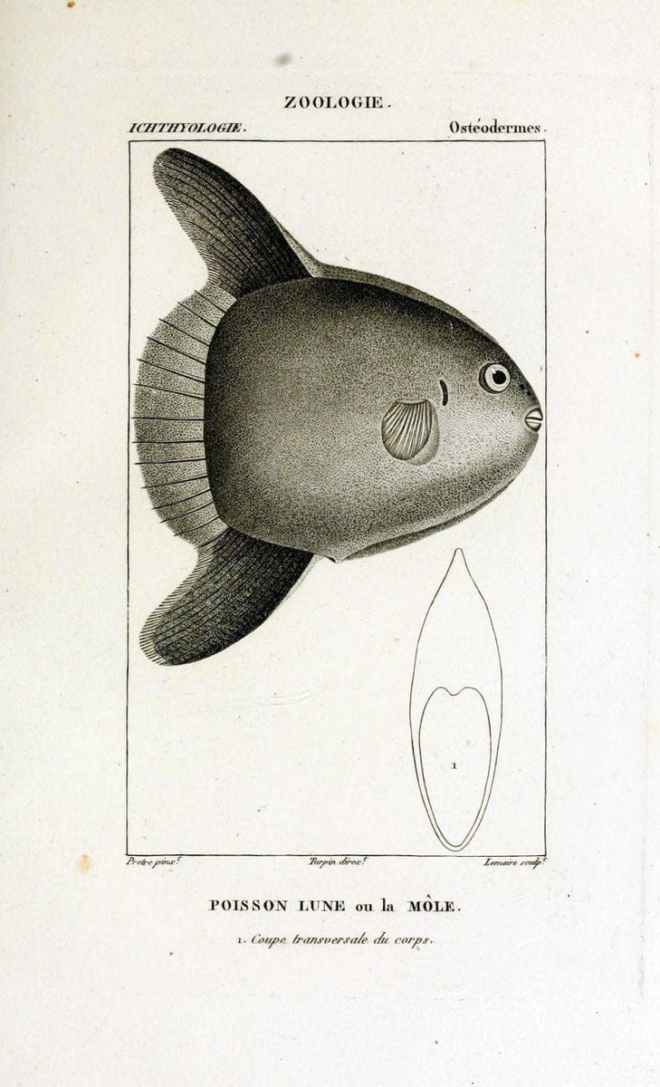 Dictionnaire des sciences naturelles,.Strasbourg,||ParisF. G. Levrault;||Le Normant,1816-30.. |  | Vintage Print Reproduction 469476