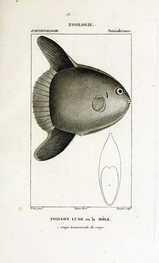 Dictionnaire des sciences naturelles,.Strasbourg,||ParisF. G. Levrault;||Le Normant,1816-30.. |  | Vintage Print Reproduction 469476