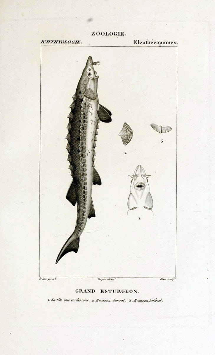 Dictionnaire des sciences naturelles,.Strasbourg,||ParisF. G. Levrault;||Le Normant,1816-30.. |  | Vintage Print Reproduction 469478