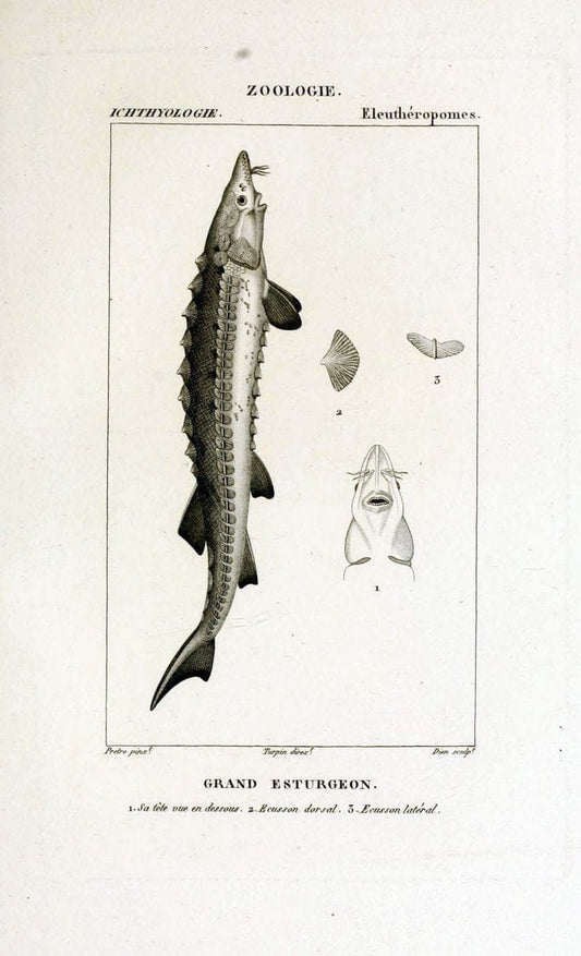 Dictionnaire des sciences naturelles,.Strasbourg,||ParisF. G. Levrault;||Le Normant,1816-30.. |  | Vintage Print Reproduction 469478