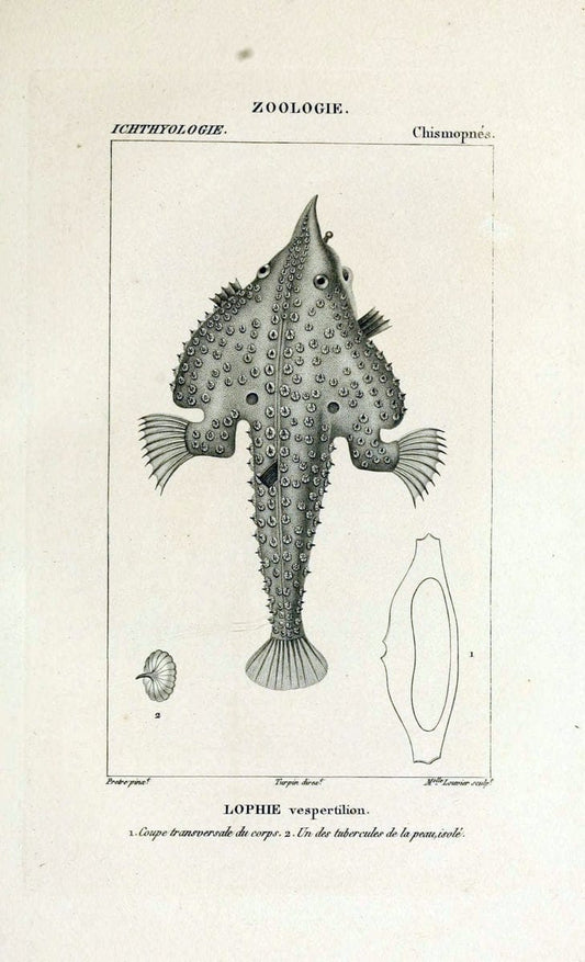 Dictionnaire des sciences naturelles,.Strasbourg,||ParisF. G. Levrault;||Le Normant,1816-30.. |  | Vintage Print Reproduction 469480