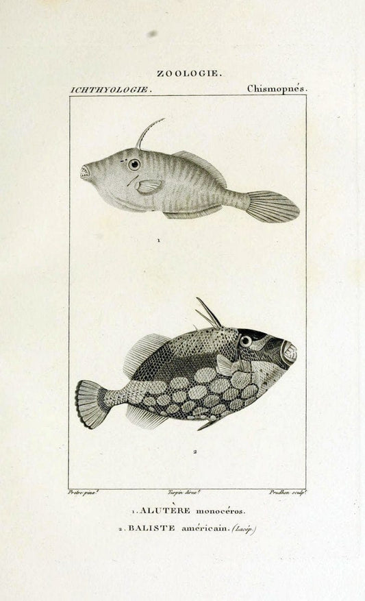 Dictionnaire des sciences naturelles,.Strasbourg,||ParisF. G. Levrault;||Le Normant,1816-30.. |  | Vintage Print Reproduction 469481