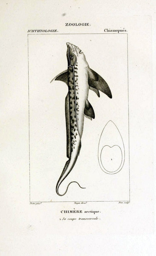 Dictionnaire des sciences naturelles,.Strasbourg,||ParisF. G. Levrault;||Le Normant,1816-30.. |  | Vintage Print Reproduction 469482