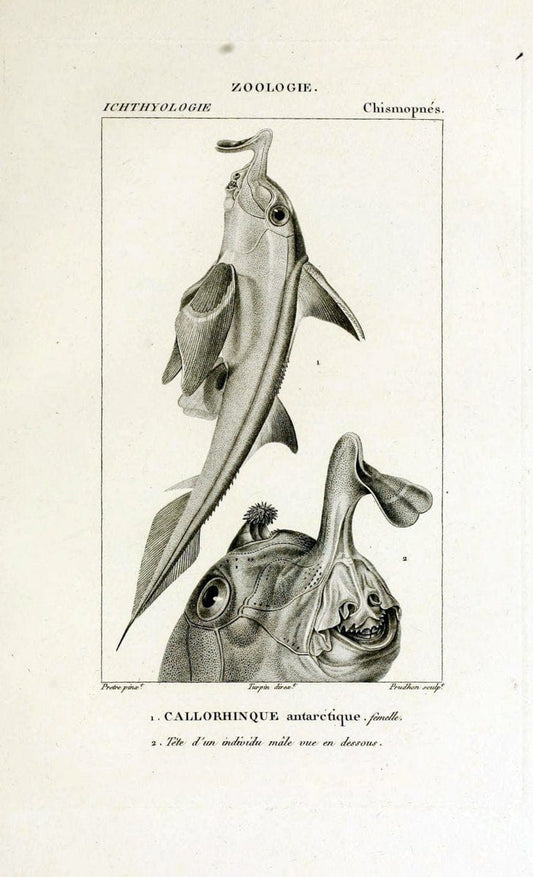 Dictionnaire des sciences naturelles,.Strasbourg,||ParisF. G. Levrault;||Le Normant,1816-30.. |  | Vintage Print Reproduction 469483