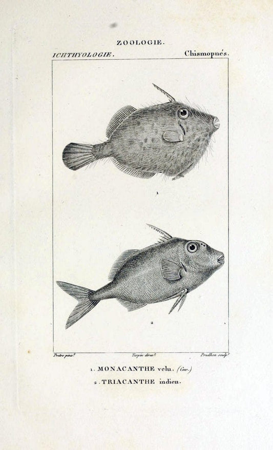 Dictionnaire des sciences naturelles,.Strasbourg,||ParisF. G. Levrault;||Le Normant,1816-30.. |  | Vintage Print Reproduction 469484