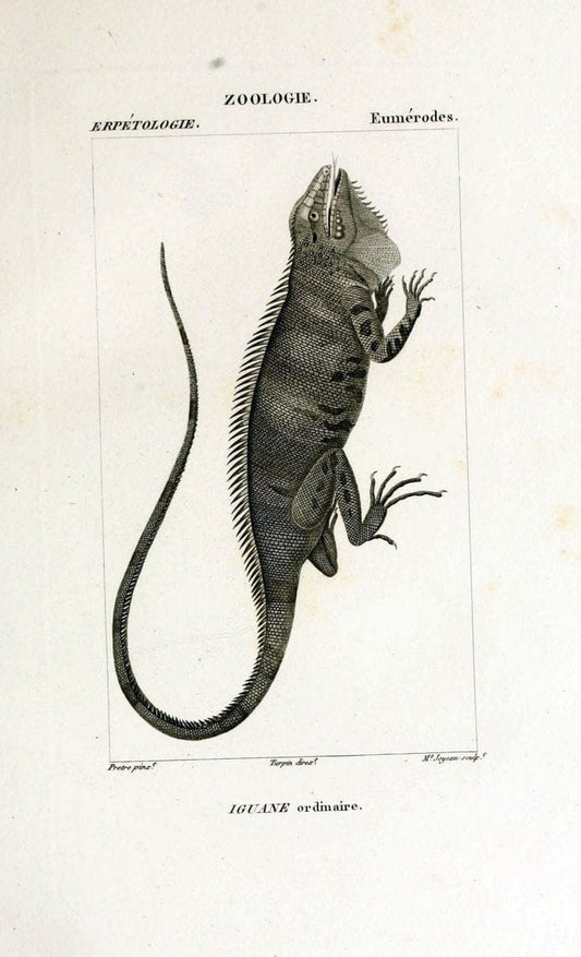 Dictionnaire des sciences naturelles,.Strasbourg,||ParisF. G. Levrault;||Le Normant,1816-30.. |  | Vintage Print Reproduction 469485