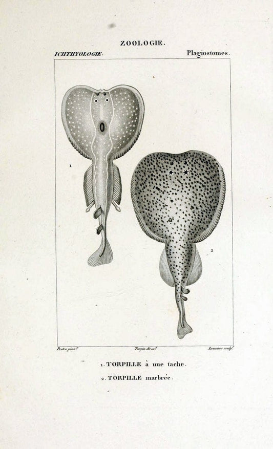 Dictionnaire des sciences naturelles,.Strasbourg,||ParisF. G. Levrault;||Le Normant,1816-30.. |  | Vintage Print Reproduction 469490