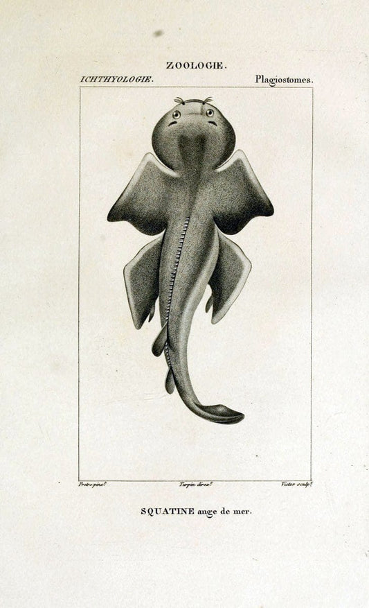 Dictionnaire des sciences naturelles,.Strasbourg,||ParisF. G. Levrault;||Le Normant,1816-30.. |  | Vintage Print Reproduction 469491