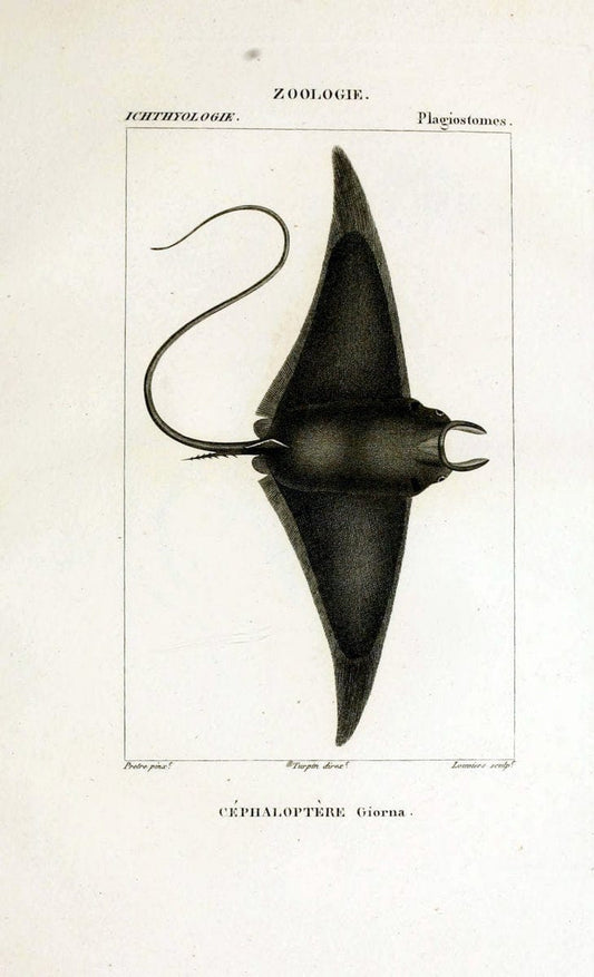 Dictionnaire des sciences naturelles,.Strasbourg,||ParisF. G. Levrault;||Le Normant,1816-30.. |  | Vintage Print Reproduction 469492