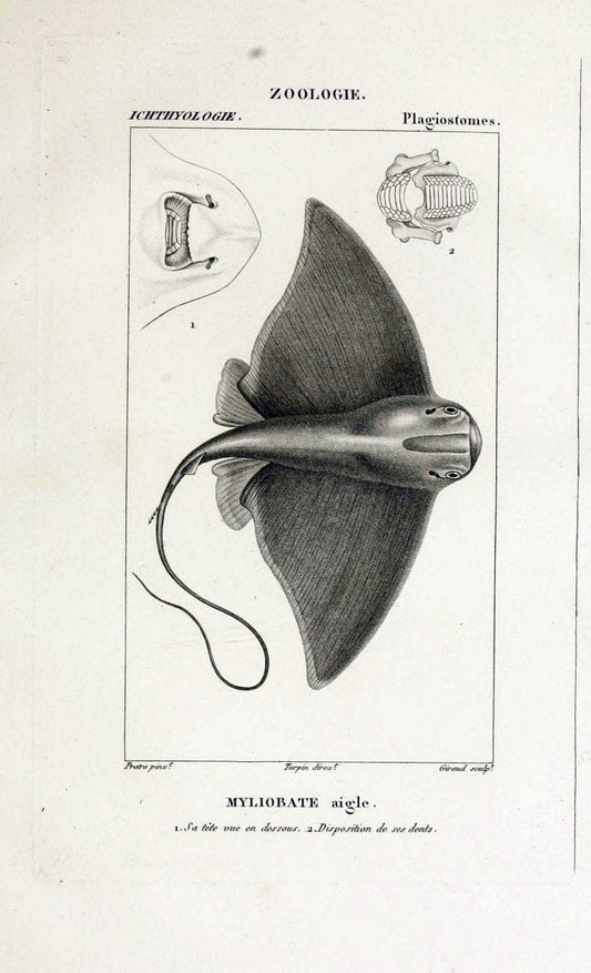 Dictionnaire des sciences naturelles,.Strasbourg,||ParisF. G. Levrault;||Le Normant,1816-30.. |  | Vintage Print Reproduction 469493