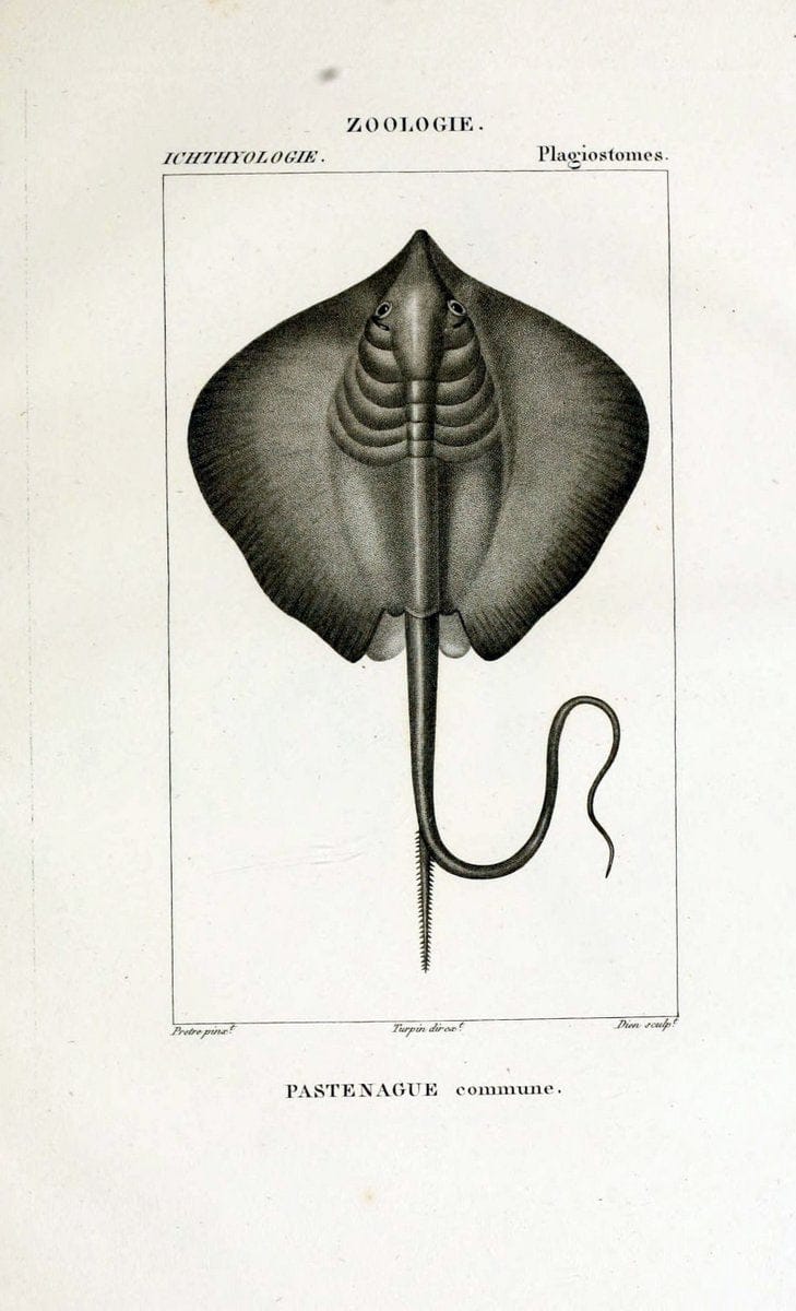 Dictionnaire des sciences naturelles,.Strasbourg,||ParisF. G. Levrault;||Le Normant,1816-30.. |  | Vintage Print Reproduction 469494