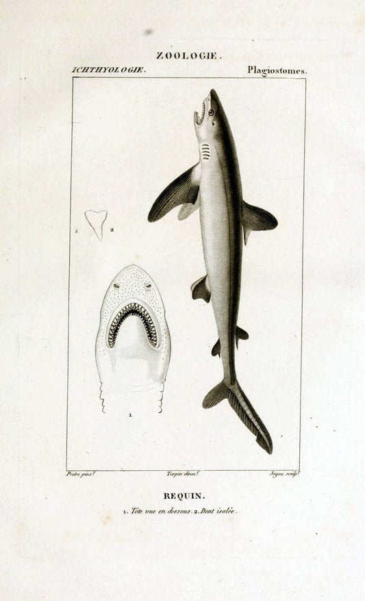 Dictionnaire des sciences naturelles,.Strasbourg,||ParisF. G. Levrault;||Le Normant,1816-30.. |  | Vintage Print Reproduction 469495
