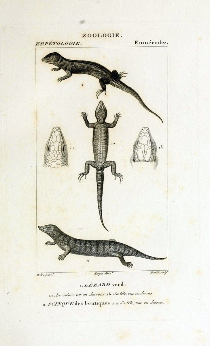 Dictionnaire des sciences naturelles,.Strasbourg,||ParisF. G. Levrault;||Le Normant,1816-30.. |  | Vintage Print Reproduction 469496
