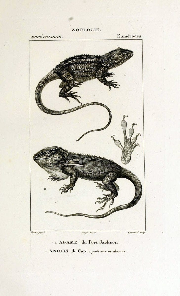 Dictionnaire des sciences naturelles,.Strasbourg,||ParisF. G. Levrault;||Le Normant,1816-30.. |  | Vintage Print Reproduction 469498