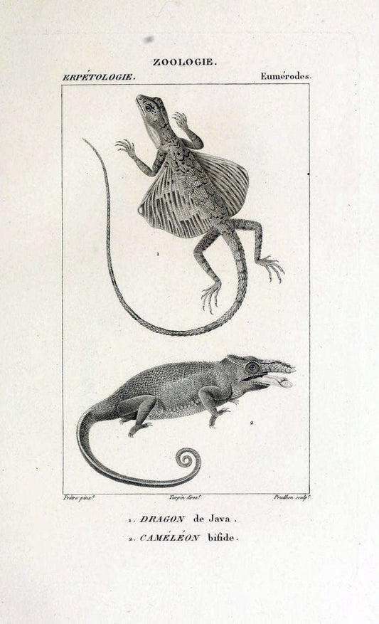 Dictionnaire des sciences naturelles,.Strasbourg,||ParisF. G. Levrault;||Le Normant,1816-30.. |  | Vintage Print Reproduction 469499