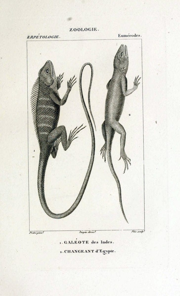 Dictionnaire des sciences naturelles,.Strasbourg,||ParisF. G. Levrault;||Le Normant,1816-30.. |  | Vintage Print Reproduction 469500