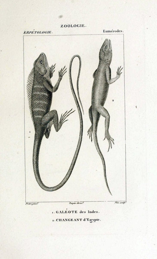 Dictionnaire des sciences naturelles,.Strasbourg,||ParisF. G. Levrault;||Le Normant,1816-30.. |  | Vintage Print Reproduction 469500