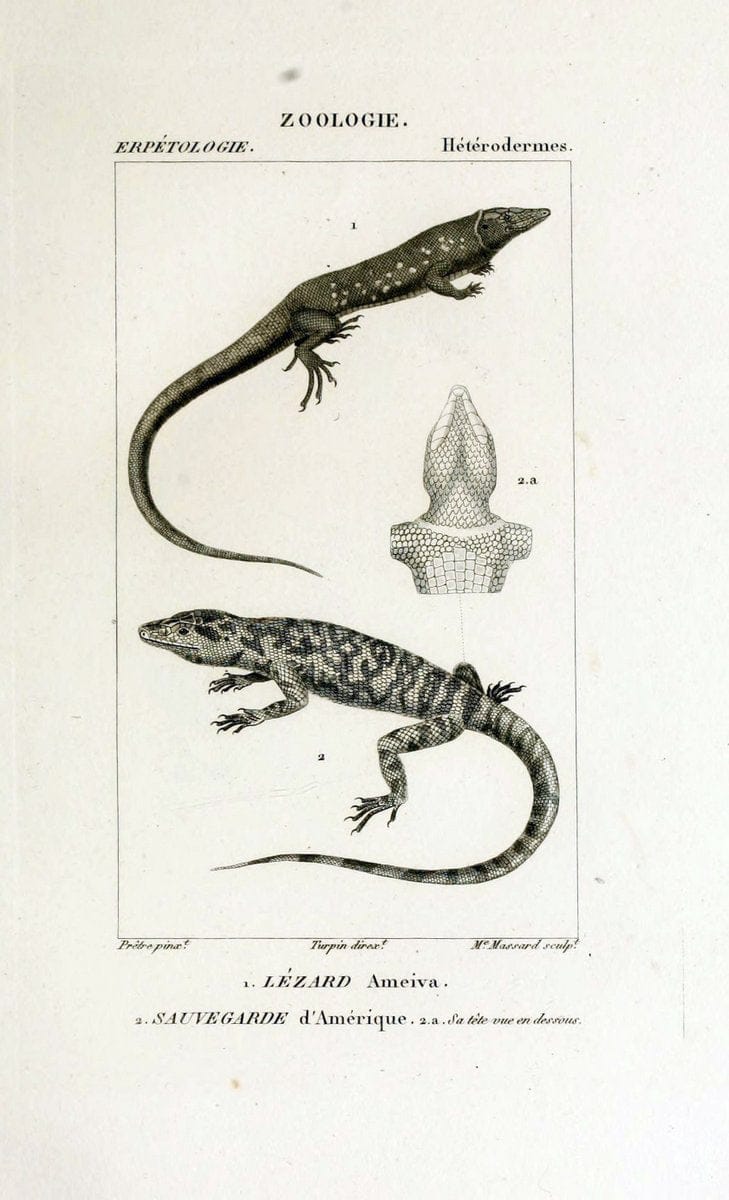 Dictionnaire des sciences naturelles,.Strasbourg,||ParisF. G. Levrault;||Le Normant,1816-30.. |  | Vintage Print Reproduction 469501