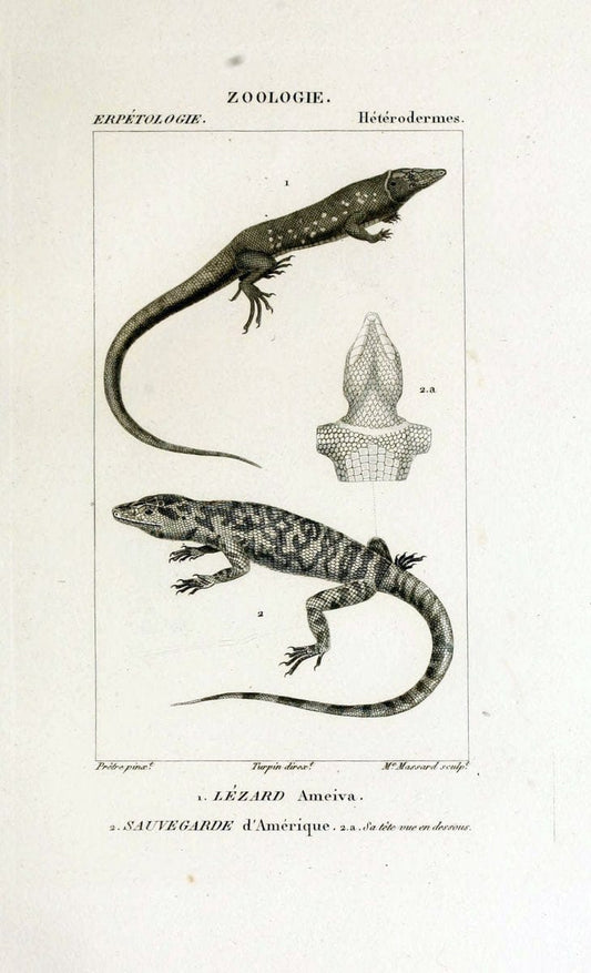 Dictionnaire des sciences naturelles,.Strasbourg,||ParisF. G. Levrault;||Le Normant,1816-30.. |  | Vintage Print Reproduction 469501