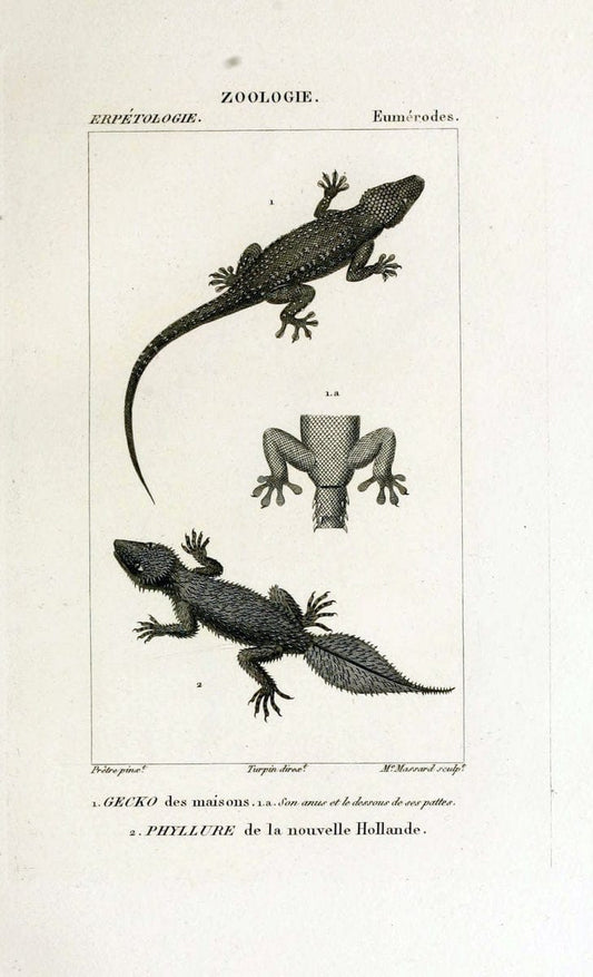 Dictionnaire des sciences naturelles,.Strasbourg,||ParisF. G. Levrault;||Le Normant,1816-30.. |  | Vintage Print Reproduction 469502