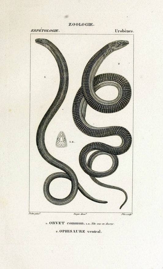 Dictionnaire des sciences naturelles,.Strasbourg,||ParisF. G. Levrault;||Le Normant,1816-30.. |  | Vintage Print Reproduction 469504