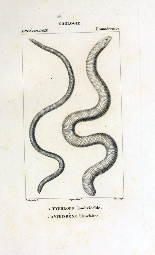 Dictionnaire des sciences naturelles,.Strasbourg,||ParisF. G. Levrault;||Le Normant,1816-30.. |  | Vintage Print Reproduction 469505