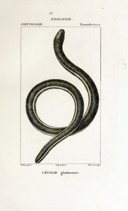 Dictionnaire des sciences naturelles,.Strasbourg,||ParisF. G. Levrault;||Le Normant,1816-30.. |  | Vintage Print Reproduction 469506