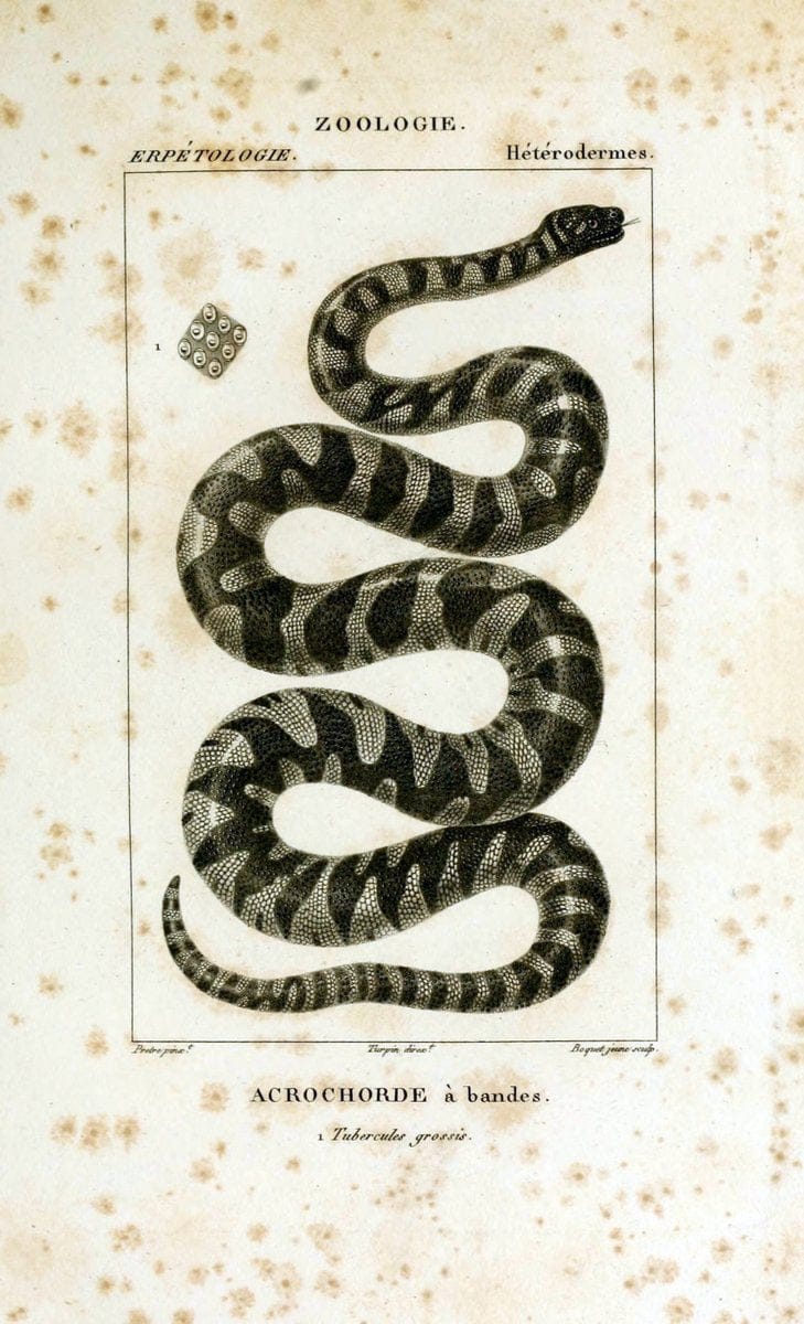 Dictionnaire des sciences naturelles,.Strasbourg,||ParisF. G. Levrault;||Le Normant,1816-30.. |  | Vintage Print Reproduction 469507